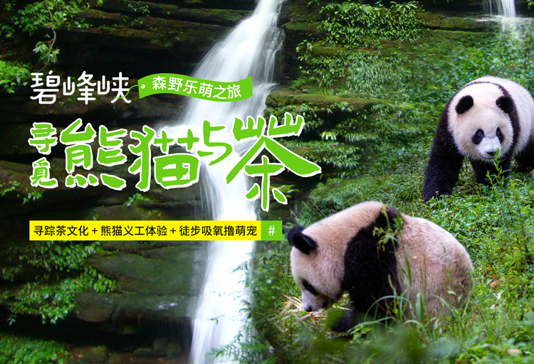 熊貓與茶2.jpg
