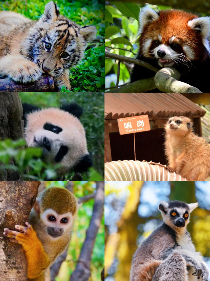 科普講堂小動物.png