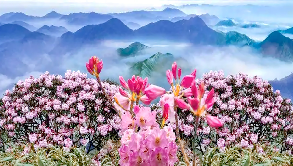 杜鵑壓縮.png